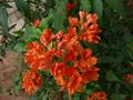 firecracker flower